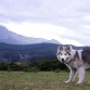Loba