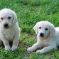 labradores pequeños