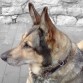 En esta foto, estamos dando un paseo y paramos a descansar en una sombrita..asi que laika se tumbo, y observaba a unos perritos que habian mas lejos, y puede hacerle esta foto, que despues puse el fondo en blanco y negro.