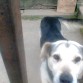 Canaca aunque no sea de rasa para mi es muy especial, es muy cariñoso como un poodle y es super mañoso como un rottweiler jajajaj, es super buen guardian cuando salimos de la casa quedamos tranquilos porque sabemos que este lindo perrito nos esta cuidando nuestra casa yo lo quiero mucho.