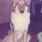 Lassie, la perra de Mirian. (Fallecida).