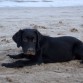 Su primer encuentro con la playa