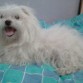 ps ztaba en mi cama jiji le encanta ponerse en mi cama cuando ztoy aciendo los deveres
jaja!!! zmuy cariñosa 
