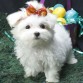 Maltese-PUPPIES-puppiestogo