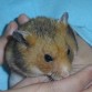 es mi hamster mikii