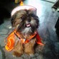 Oh vestida de brujita mi bebe en halloween