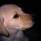 Este es Nadal, un Labrador Retriever de dos meses al cual le encanta jugar y estar acompañado por los demás miembros de la familia!