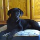 Labrador, color negro, muy jugeton y cariñoso