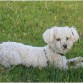 Este soy yo, un perrito muy guapo, aqui estaba de vaciones en el campo!!!... otto es mi nombre!!!