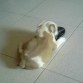 duque con mi zapatilla