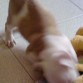 duque jugando