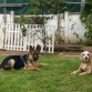 Luna de visita en la casa de su hermano Dollar