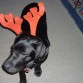 Nano en su primer Navidad 