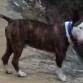 Conan con 15 meses