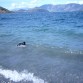 feliz en el lago de Wanaka, ama nadar y eso que el agua es helada