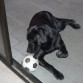 Ama el futbol su papá feliz ya que somos de Uruguay y nos encanta el futbol, juega muy bien, tiene una buena marcacion,jajjajjaja