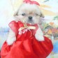 AKI TABI  TIENE 1 MES Y 15 DIAS , ES UNA MONADA MI PERRITA   LA QUIERO TANTOO
