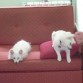 AQUI LAS DOS EN EL SOFA DEL DESPACHO HECHAS EL AÑO PASADO