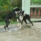 GRANDES PADROTES BOXER NEGROS