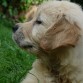 Buddy es mi precioso cachorrito de Golden Retriever, visitad más imágenes sobre él! Os enamorará, como me enamoro a mi Cuando lo vi, un saludo a todoss!!

¡ENTRA EN SU BLOG!
http://img186.imageshack.us/img186/9271/0012k.jpg