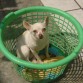 esta es la famosa RUFINA ella se parece a las 2 peliculas que conosco son: TOTALMENTE RUBIA y UNA CHIHUAHUA DE BERVELY HILLS