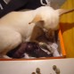 la rufina pario y todas fueron puras niñas jaja parecen mini ratitas nadamas que mas bonitas