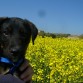 Su primera primavera en el campo cuando cumplio 3 meses.