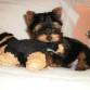 Jugando con un peluche igual que el