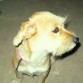 mi perrita