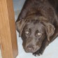 LOIRA, Labradora chocolate con ojos verdes, muy inteligente. No se deja dominar por el macho, seria una buena reivindicadora feminista, jejejej