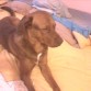 ESTE ES TOTE ES CRUZA DE PITBULL CON LABRADOR. ES GRANDOTE Y SIMPATICO JAJA