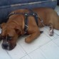 un poco cansado