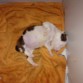 despues de comer la siesta 