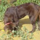 peeling canino, los baños de lodo.