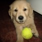 Este es mi perro Byron con su pelotita de tenis 