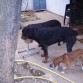 los tres comiendo muy educados
el pequeño se llama chuli 