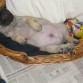 Es muy curioso ver a un perro dormir boca arriba pero este lo hace muy a menudo. Además en esta foto se puede apreciar lo que ha crecido: hace 15 días se perdía en la cesta y ya dentro de poco vamos a tener que cambiar la "cama" del muchacho. 