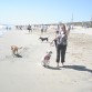 en la playa de perros