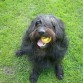 Este es Coffee en el parque de enfrente de casa,siempre está  jugando con su pelota amarilla,es un gran perro y un buen amigo.