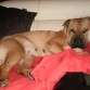 esta es mi perrita encima del sofa, le encanta estar con nosotros jejeje, que bonita
