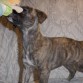 CAMADA DE WHIPPET Picasso De Ayene Kampala & Little Jeannie Camada C nacida el 20 de Julio 2011. Cuatro hembras y Dos machos http: //thewhippetarchives. ​ net/testmating. php?dam=112​ 303&sire=94965 Excelentes camadas de Whippet de linea (Inglesa)Cachorros desparacitado, vacunados, certificado de salud veterinario, Loe. Se entregaran los cachorros con 2 meses mínimo. Bajo riguroso control de reservas. http: //whippet-ruzurang-dechio. blogspot. com/