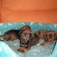 Cachorritos con un mes