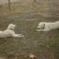 Madre e hija. Laika y Leia