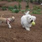 se vuelven locas con la pelota!