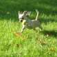 feliz en el parque y con su pelota =)