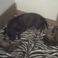AKIRA(la k esta panza arriba al lado de su mami) Y SUS HERMANOS