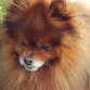 pomerania 