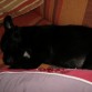 durmiendo la siesta