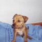 mi amstafff
