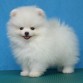 POMERANIAN-PUPPIES-puppiestogo